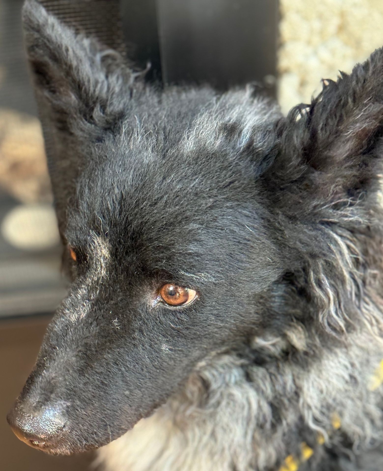 Close-up of a black and white dog with brown eyes looking to the side.