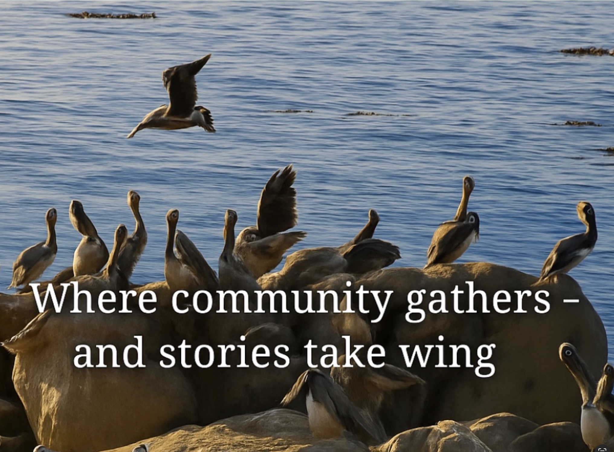 Pelicans gathered on coastal rocks with calm blue water, one bird taking flight - Where community gathers and stories take wing